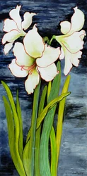 Amaryllis yötaivasta vasten